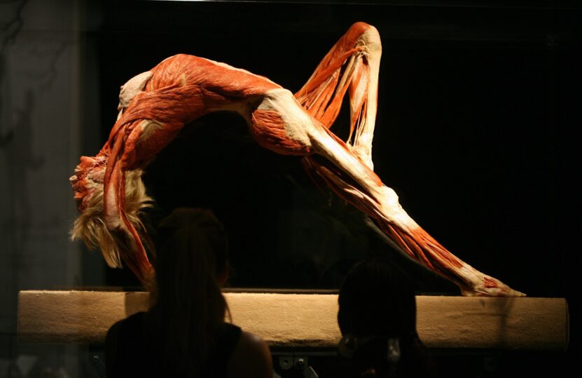 bodies exibition