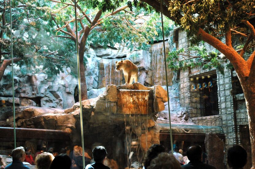 lion habitat
