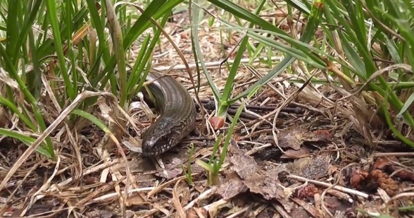 madagascar snakes