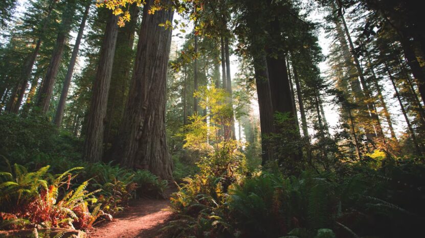 redwood national park