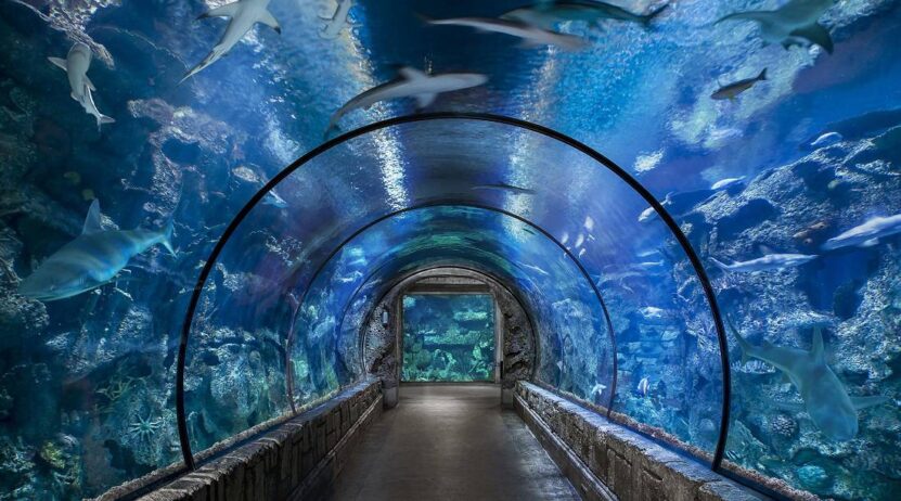 shark reef