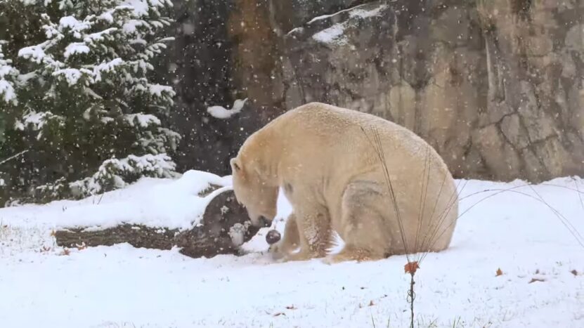 zoo animals chicago winter