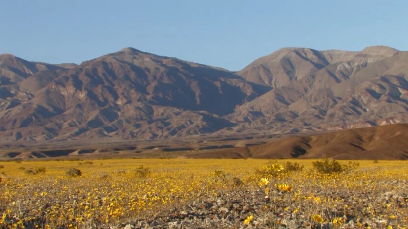 death valley wildflowers