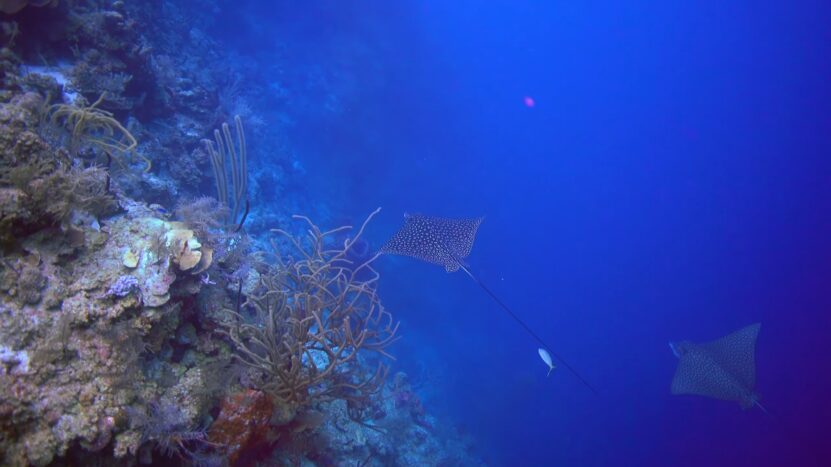 unique animals in blue hole belize