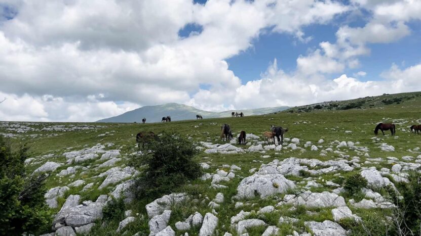 Wild horses roam the rocky grasslands around Livno, one of Bosnia and Herzegovina's most distinctive natural attractions.